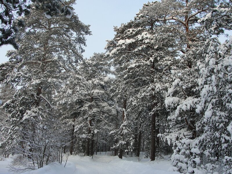 Snow-covered Pine Trees — White, Serene, Winter, Photograph, Snow, Forest, Sky, Green, Brown
