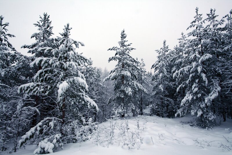 Snow-covered Pine Trees — White, Serene, Winter, Photograph, Snow, Forest, Sky, Green, Gray