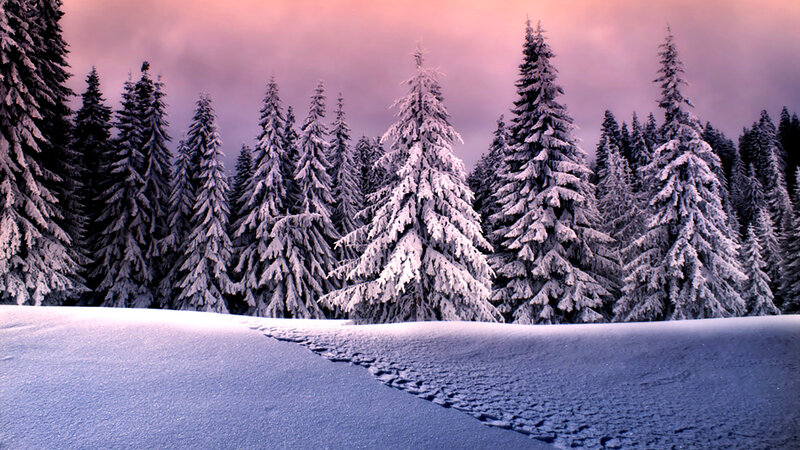 Snow-covered Pine Trees — White, Serene, Winter, Photograph, Snow, Forest, Sky