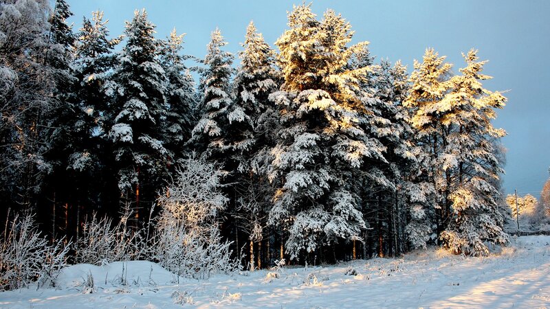 Snow-covered Pine Trees — White, Serene, Winter, Photograph, Snow, Forest, Sunlight, Blue, Green