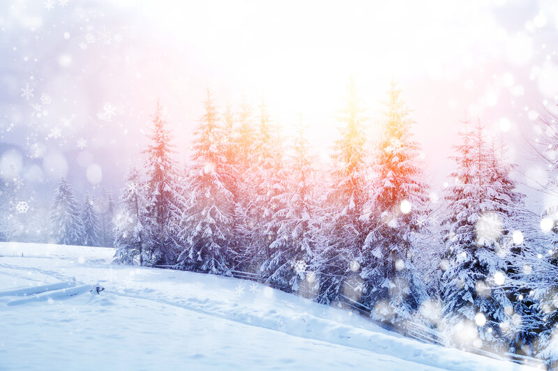 Snow-covered Pine Trees — White, Serene, Winter, Photograph, Snow, Forest, Sunlight, Snowflakes