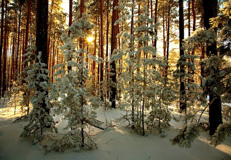 Snow-covered Pine Trees — White, Serene, Winter, Photograph, Snow, Forest, Sunlight