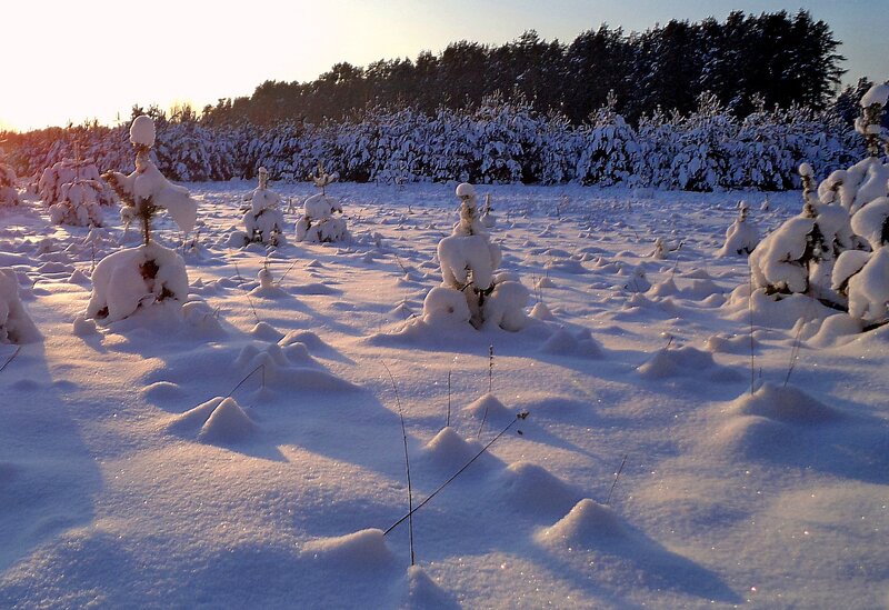Snow-covered Pine Trees — White, Serene, Winter, Photograph, Snow, Forest, Sunrise