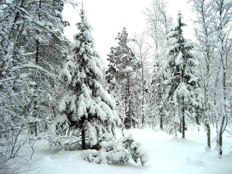 Snow-covered Pine Trees — White, Serene, Winter, Photograph, Snow, Forest