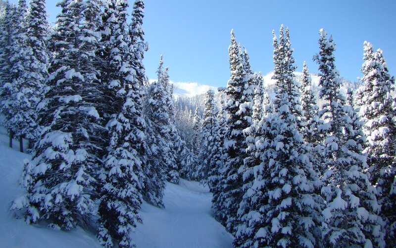 Snow-covered Pine Trees — White, Serene, Winter, Photograph, Snow, Mountain, Sky, Blue, Green