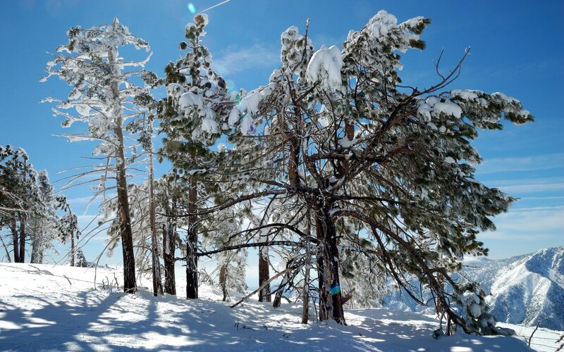 Snow-covered Pine Trees — White, Serene, Winter, Photograph, Snow, Mountains, Sky, Blue, Green