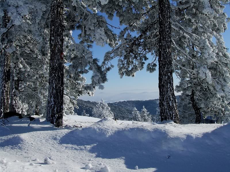 Snow-covered Pine Trees — White, Serene, Winter, Photograph, Snow, Mountains