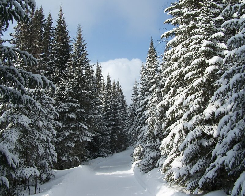 Snow-covered Pine Trees — White, Serene, Winter, Photograph, Snow, Path