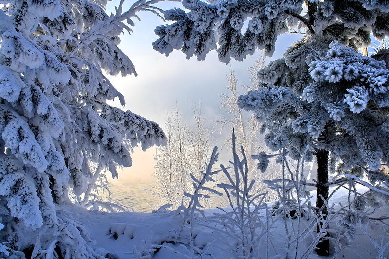 Snow-covered Pine Trees — White, Serene, Winter, Photograph, Snow, River