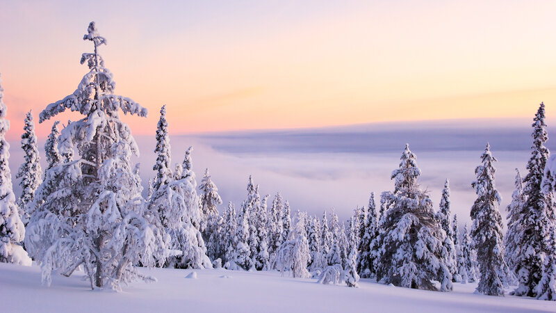 Snow-covered Pine Trees — White, Serene, Winter, Photograph, Snow, Sky, Clouds