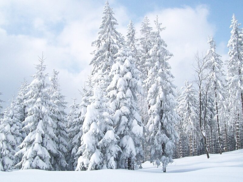 Snow-covered Pine Trees — White, Serene, Winter, Photograph, Snow, Sky, Forest