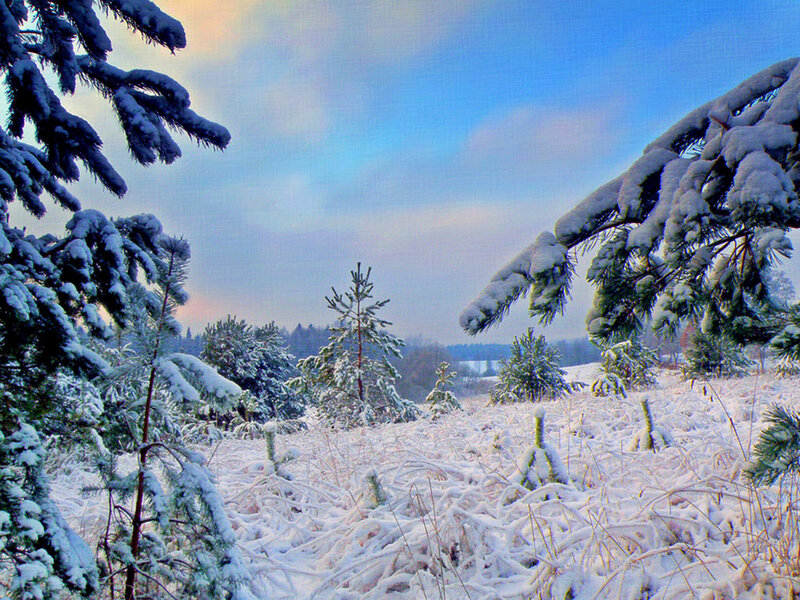 Snow-covered Pine Trees — White, Serene, Winter, Photograph, Snow, Sky, Grass