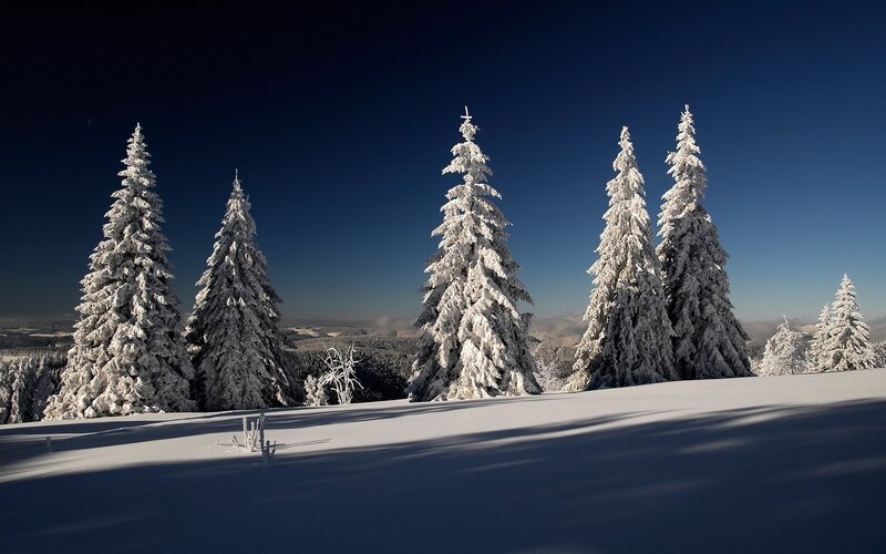 Snow-covered Pine Trees — White, Serene, Winter, Photograph, Snow, Sky, Mountain, Blue, Black