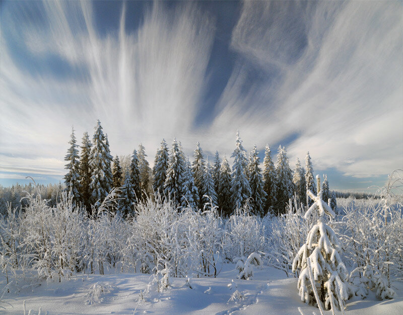 Snow-covered Pine Trees — White, Serene, Winter, Photograph, Snow, Sky