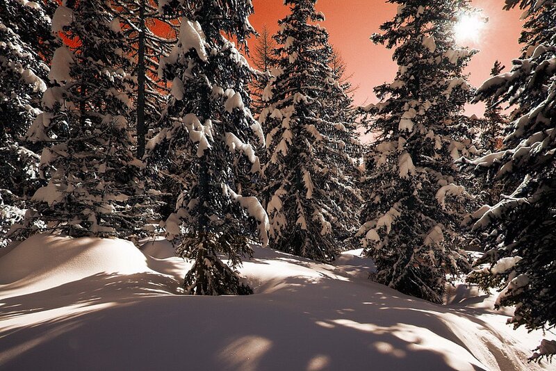 Snow-covered Pine Trees — White, Serene, Winter, Photograph, Snow, Sun, Forest