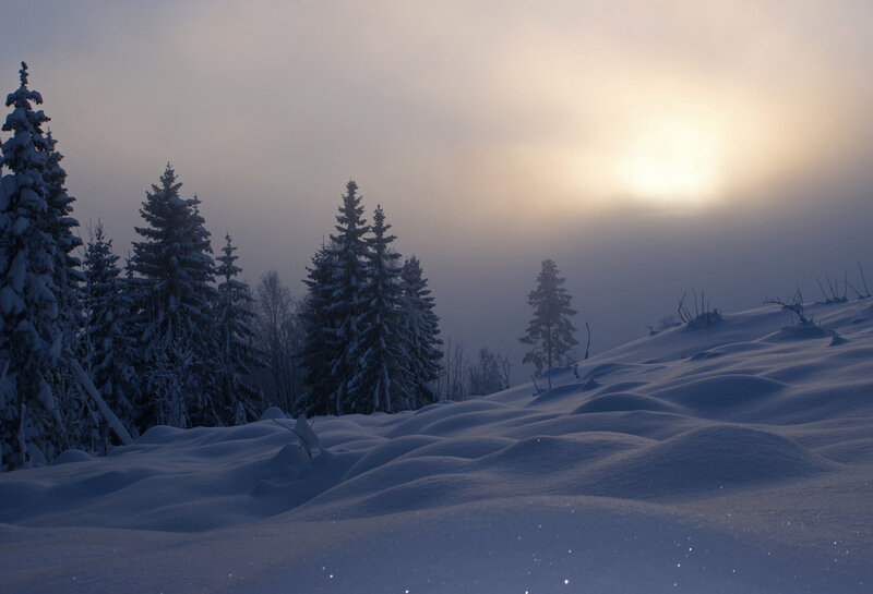Snow-covered Pine Trees — White, Serene, Winter, Photograph, Snow, Sun