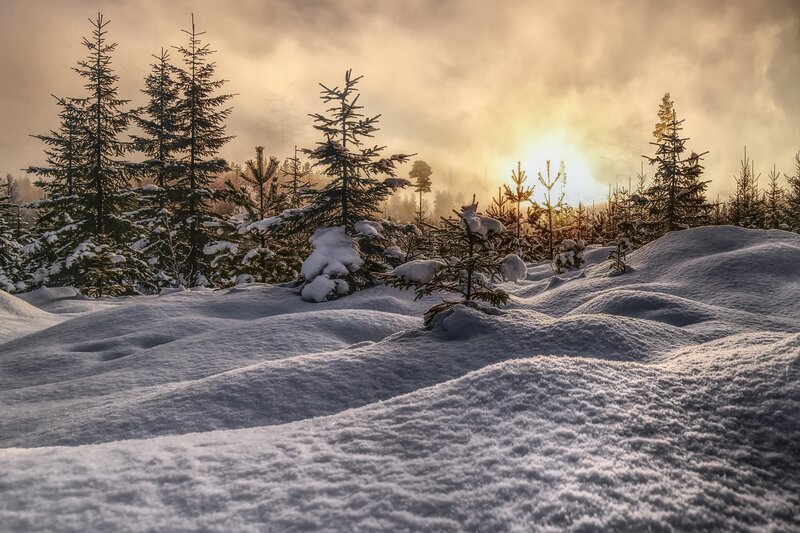 Snow-covered Pine Trees — White, Serene, Winter, Photograph, Snow, Sunlight, Fog
