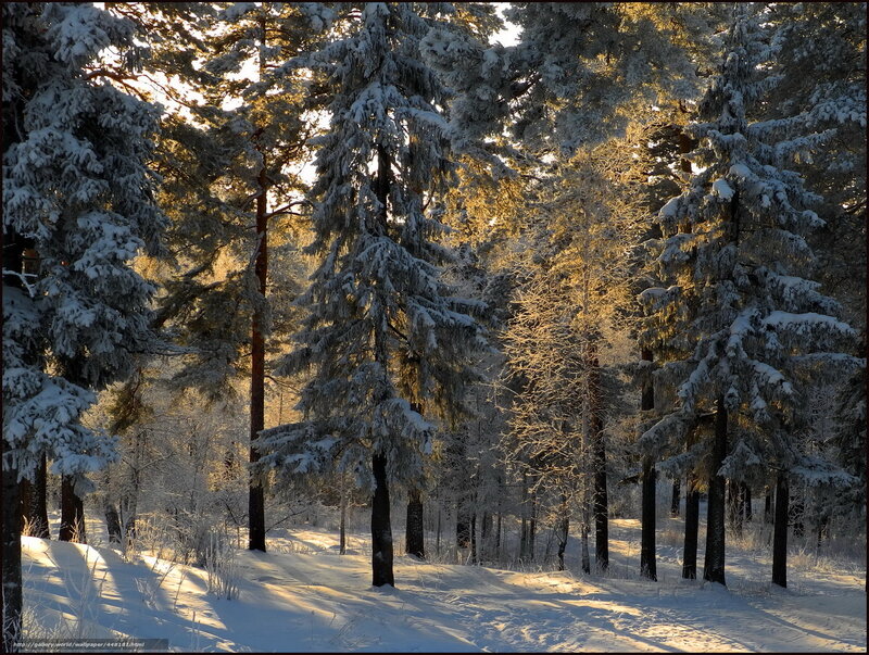Snow-covered Pine Trees — White, Serene, Winter, Photograph, Snow, Sunlight, Forest