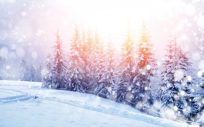 Snow-covered Pine Trees — White, Serene, Winter, Photograph, Snow, Sunlight