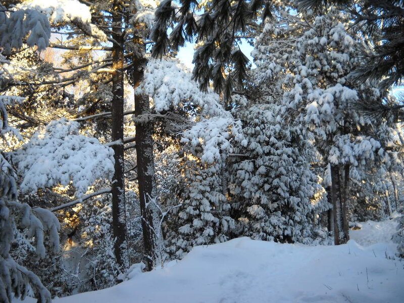 Snow-covered Pine Trees — White, Serene, Winter, Photograph, Snow