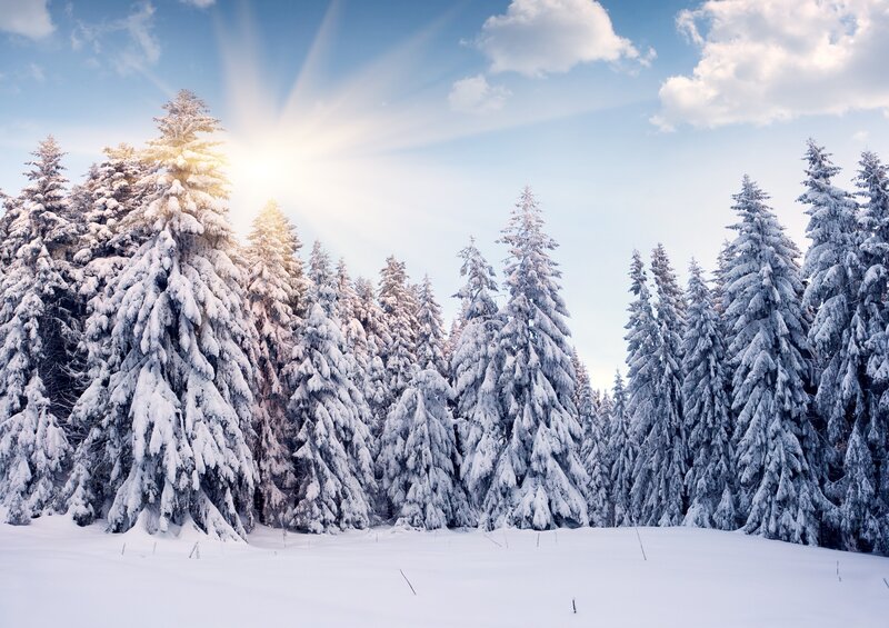 Snow-covered Pine Trees — White, Serene, Winter, Photograph, Sun, Clouds, Snow