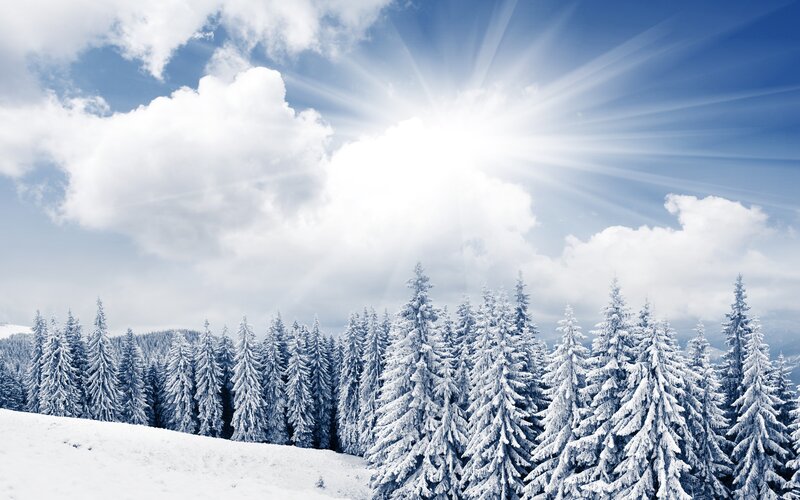 Snow-covered Pine Trees — White, Serene, Winter, Photograph, Sun, Clouds