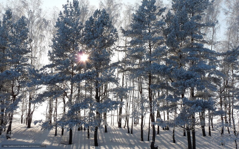 Snow-covered Pine Trees — White, Serene, Winter, Photograph, Sun, Forest, Snow
