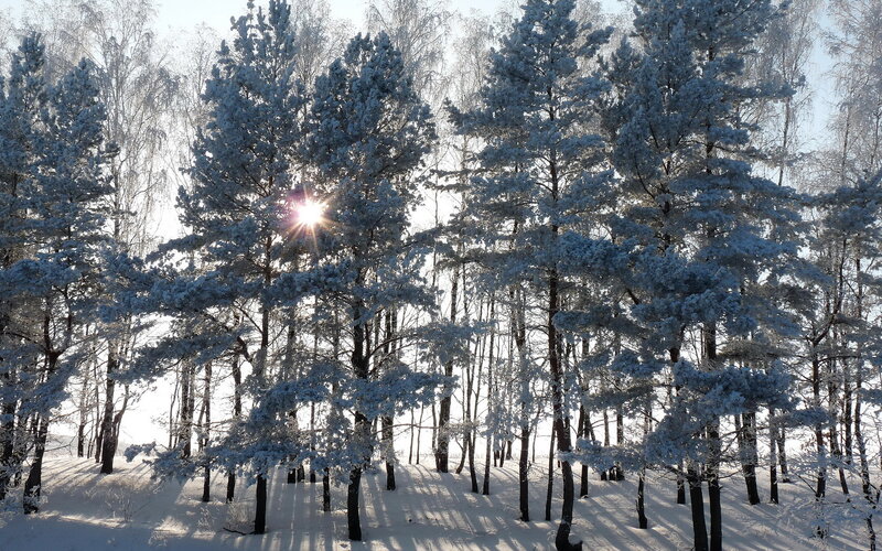 Snow-covered Pine Trees — White, Serene, Winter, Photograph, Sun, Forest