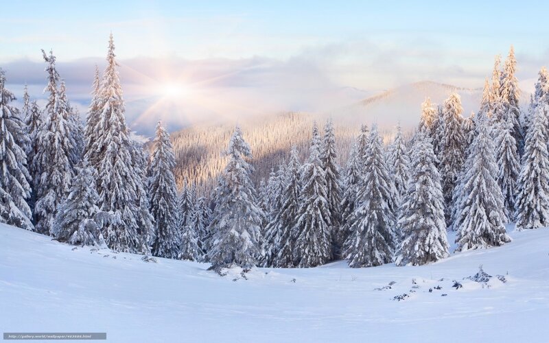 Snow-covered Pine Trees — White, Serene, Winter, Photograph, Sun, Mountains, Fog