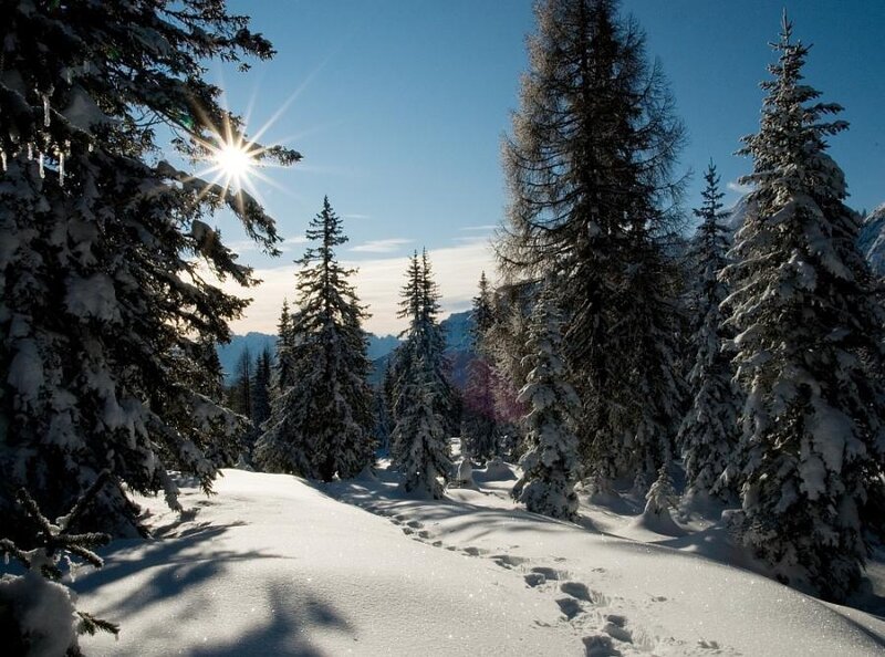 Snow-covered Pine Trees — White, Serene, Winter, Photograph, Sun, Mountains