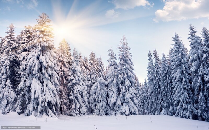 Snow-covered Pine Trees — White, Serene, Winter, Photograph, Sun, Sky, Clouds