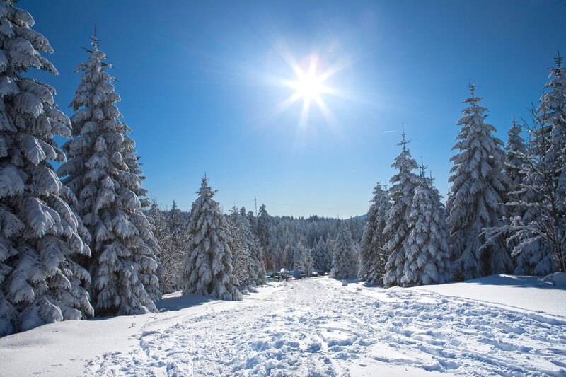 Snow-covered Pine Trees — White, Serene, Winter, Photograph, Sun, Sky