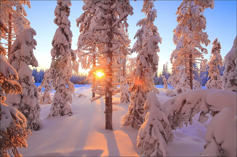 Snow-covered Pine Trees — White, Serene, Winter, Photograph, Sun, Snow, Forest