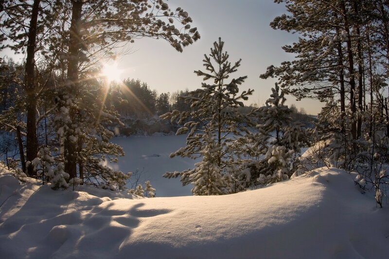 Snow-covered Pine Trees — White, Serene, Winter, Photograph, Sun, Snow