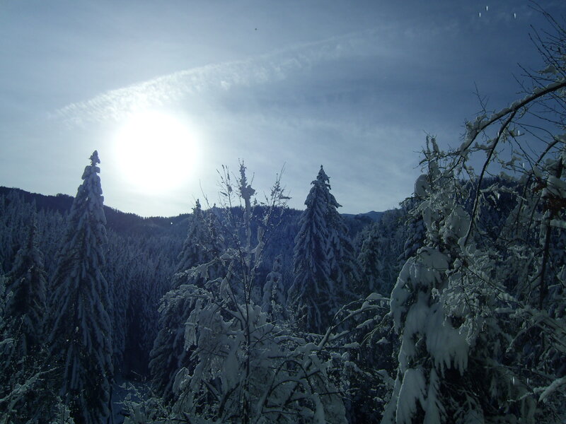 Snow-covered Pine Trees — White, Serene, Winter, Photograph, Sun