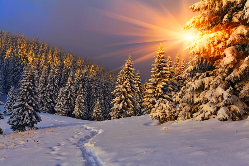 Snow-covered Pine Trees — White, Serene, Winter, Photograph, Sunlight, Footprints