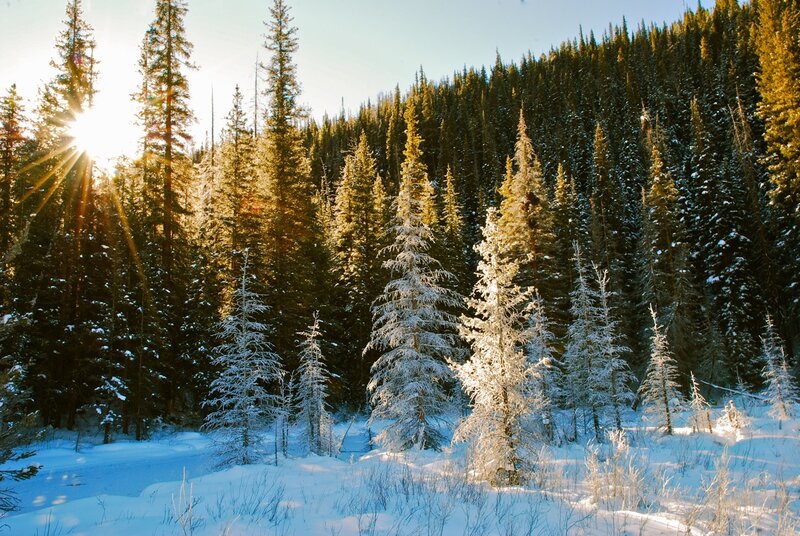 Snow-covered Pine Trees — White, Serene, Winter, Photograph, Sunlight, Forest, Snow