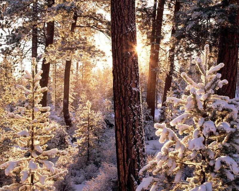 Snow-covered Pine Trees — White, Serene, Winter, Photograph, Sunlight, Forest