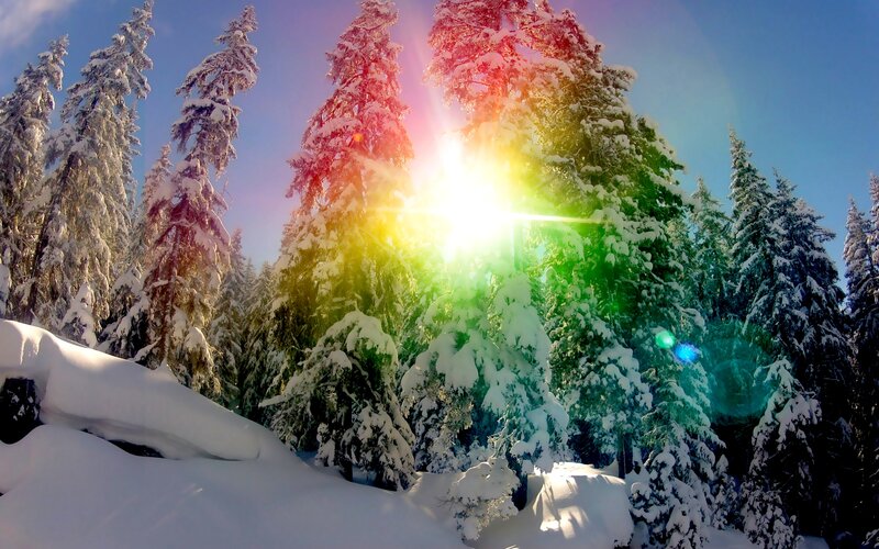 Snow-covered Pine Trees — White, Serene, Winter, Photograph, Sunlight, Rainbow Effect