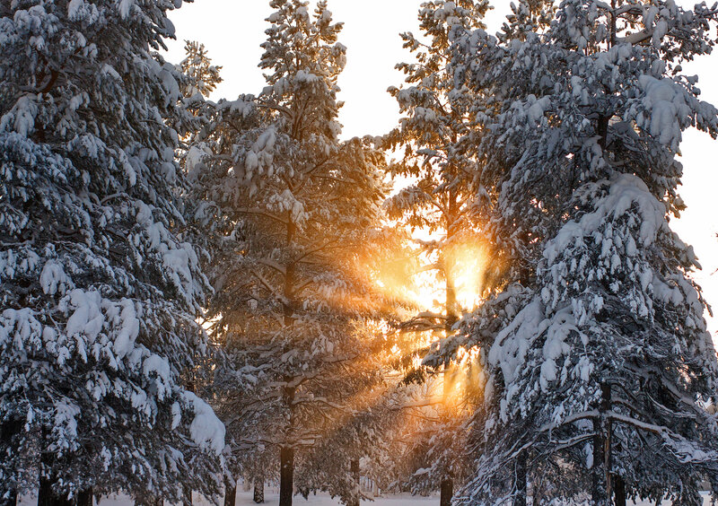Snow-covered Pine Trees — White, Serene, Winter, Photograph, Sunlight, Snow, Forest