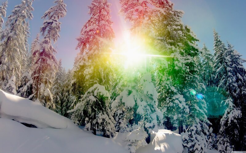 Snow-covered Pine Trees — White, Serene, Winter, Photograph, Sunlight, Snow