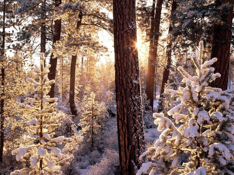 Snow-covered Pine Trees — White, Serene, Winter, Photograph, Sunlight