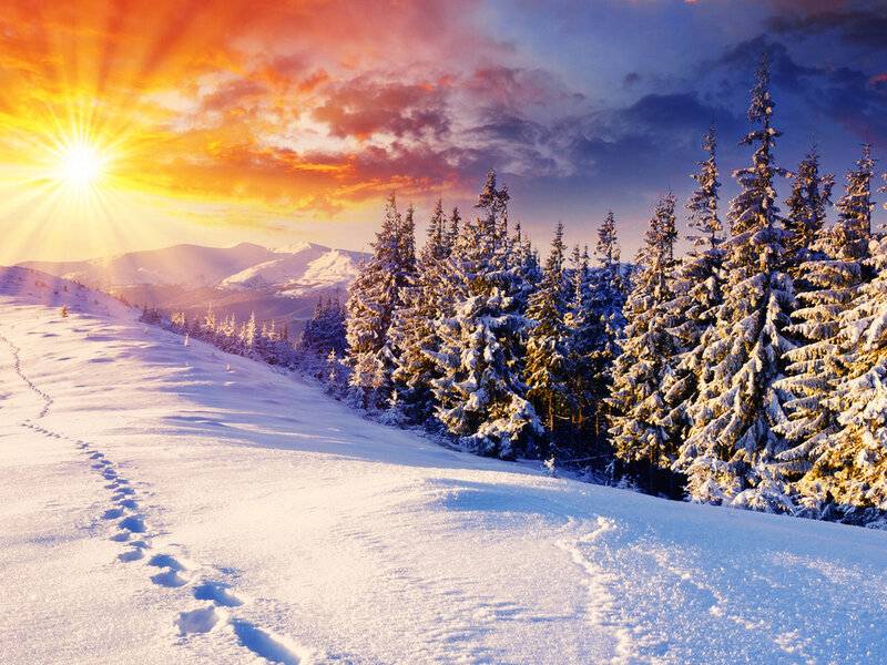 Snow-covered Pine Trees — White, Serene, Winter, Photograph, Sunrise