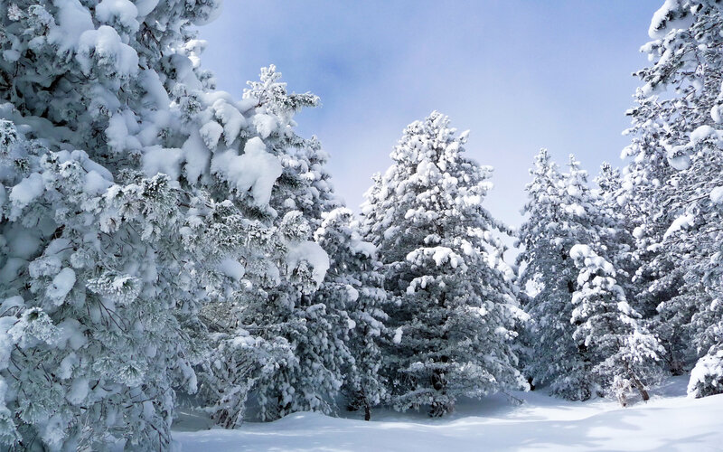 Snow-covered Pine Trees — White, Serene, Winter, Photograph