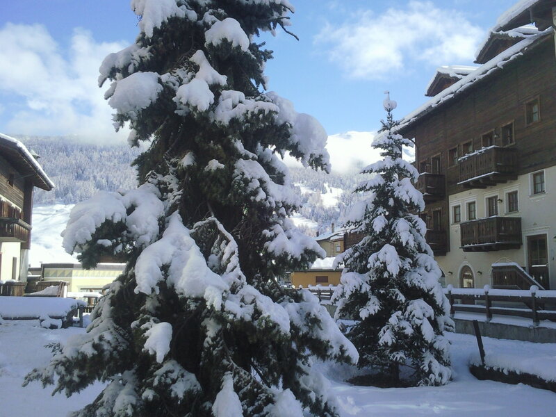 Snow-covered Pine Trees — White, Serene, Winter