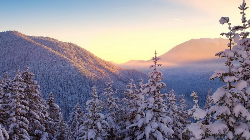 Snow-covered Pine Trees — White, Sunrise