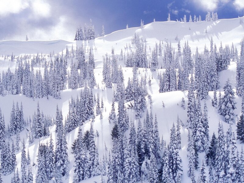 Snow-covered Pine Trees — White