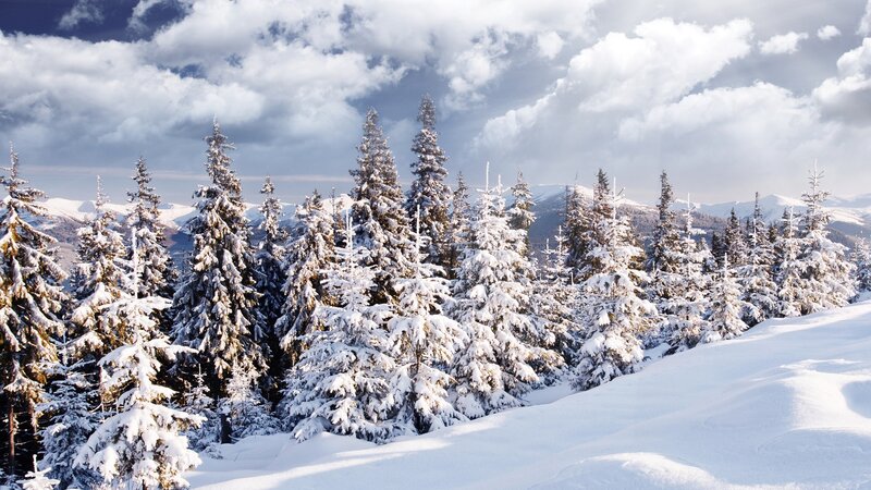 Snow-covered Pine Trees — Winter, Clouds