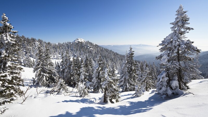 Snow-covered Pine Trees — Winter, Mountain