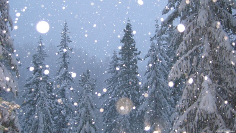 Snow-covered Pine Trees — Winter, Sky